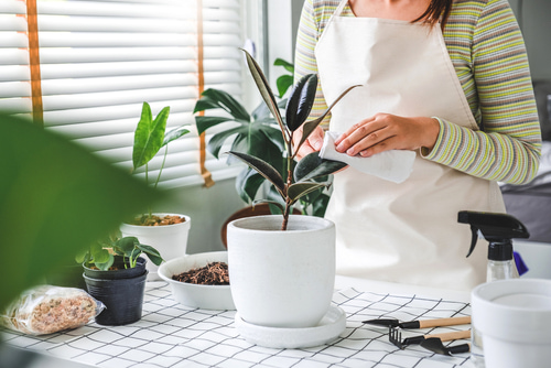 Why should I keep my plants clean