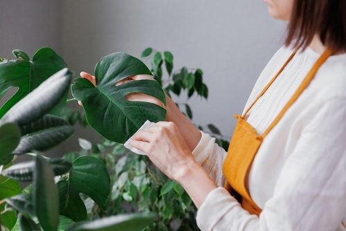 5 Plant Cleaning Methods