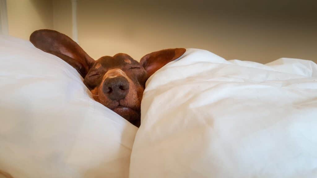 How To Keep Your House Clean with Dogs & Other Pets