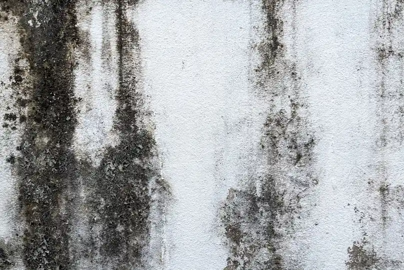 Dark mold growth spreading across a damp white wall
