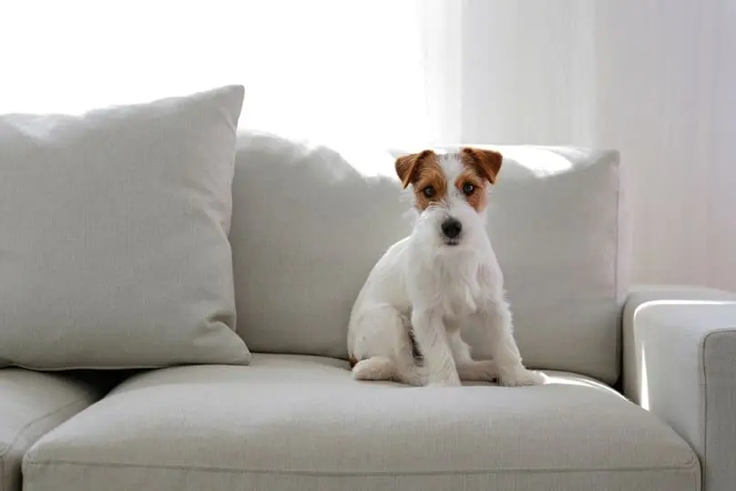 How to Get Dog Hair Off the Couch: Easy Tips for Pet Owners