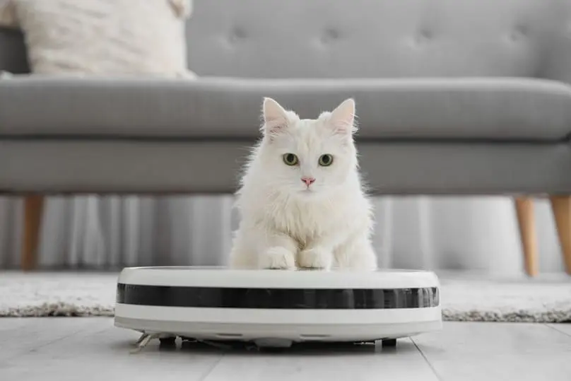 A white cat with green eyes sits on a robot vacuum cleaner, an example of how does a robot vacuum cleaner work.