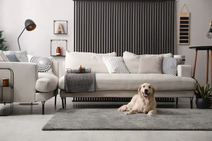 Remove Pet Stains from Carpet – Effective Tips for a Clean and Fresh Home