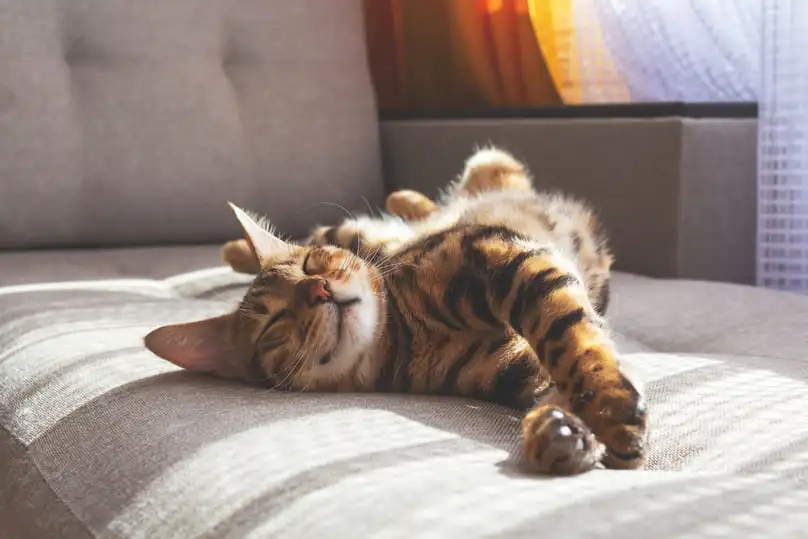 A cute, relaxed tabby cat sleeping on a sofa, a pet that might cause the need to know how to get rid of cat pee smell.