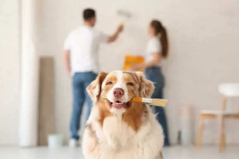 A dog holds a paintbrush while a couple paints a wall, suggesting tips on how to clean painted walls.
