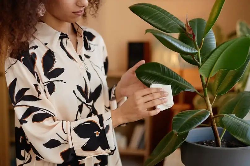 How to Clean Plant Leaves for Healthier Home Plants