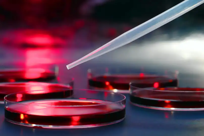 A pipette over Petri dishes with red liquid, a scientific process similar to how to make fake blood stains on fabric.