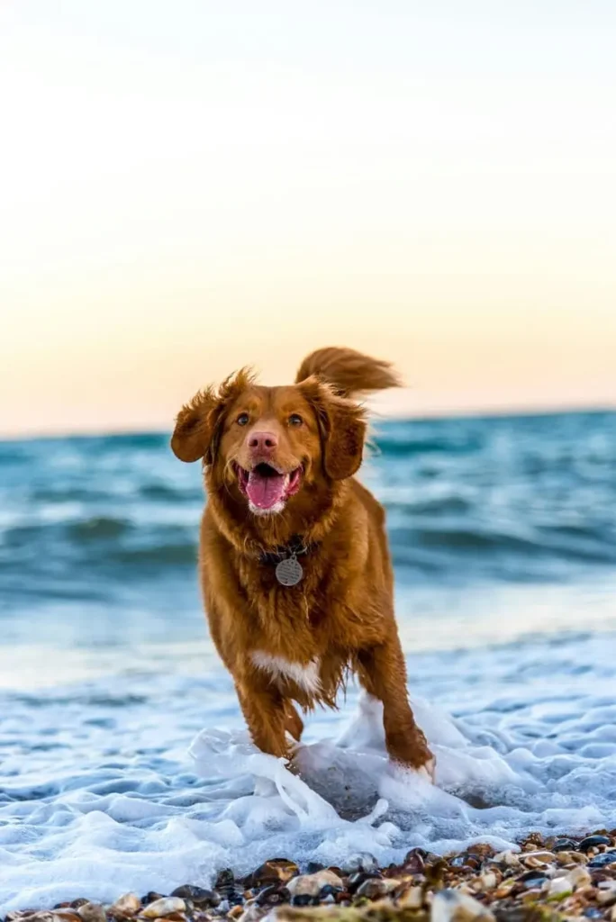 How To Keep Your House Clean with Dogs & Other Pets
