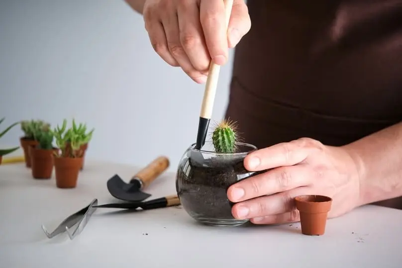 A person plants a small cactus in a glass terrarium, one of many ecological tips for small apartments.