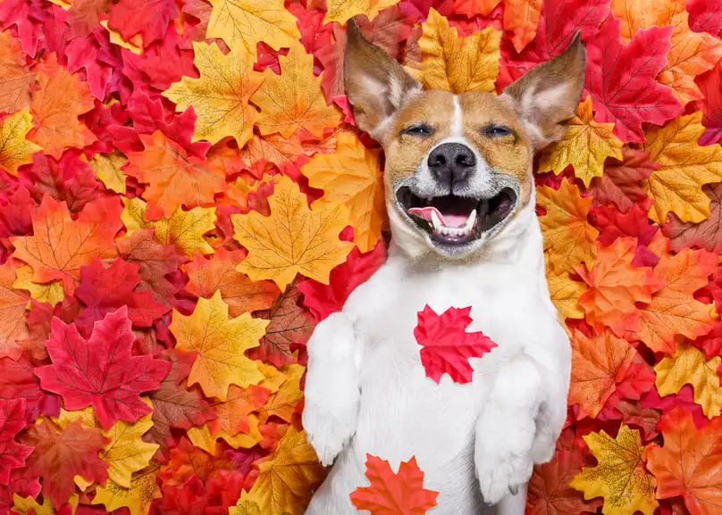 A happy dog lies on its back surrounded by colorful autumn leaves, an outdoor activity that precedes the fall cleaning checklist.