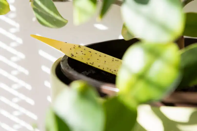 Yellow sticky trap in a plant pot showing how to get rid of gnats in your home.